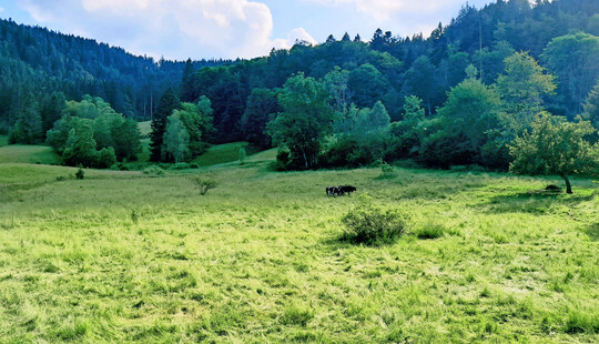 Abb. 4: Eine Berg-Mähwiese auf der eine Standweide eingerichtet wurde. Diese begünstigt hier ein für FFH-Mähwiesen unerwünschtes Vegetationsbild (kräuterarm, Vergrasung). Neben dem Selektionsverhalten führt wohl speziell der zu späte Startzeitpunkt zu der ungünstigen Entwicklung. Zu erkennen ist ein starkes Heruntertrampeln der bereits relativ hochgewachsenen Vegetation - insbesondere hochwüchsiger Gräser. Dies verdämmt niedrigwüchsige Arten und mindert die Aufnahme der Gräser.