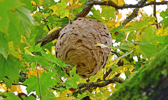 Nest der Asiatischen Hornisse