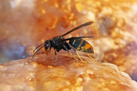 Asiatische Hornisse (
<i>Vespa velutina</i>
)
