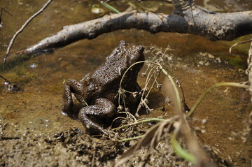Fr Amphibien entpuppen sich die trockenen Betonwnde der Amphibienschutzanlagen als tdliche Falle.