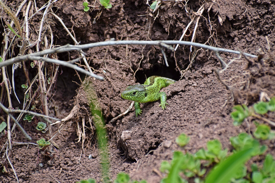 Zauneidechse (
<i>Lacerta agilis</i>
)