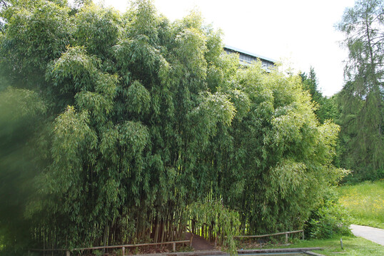 Bambus im Botanischen Garten Tbingen