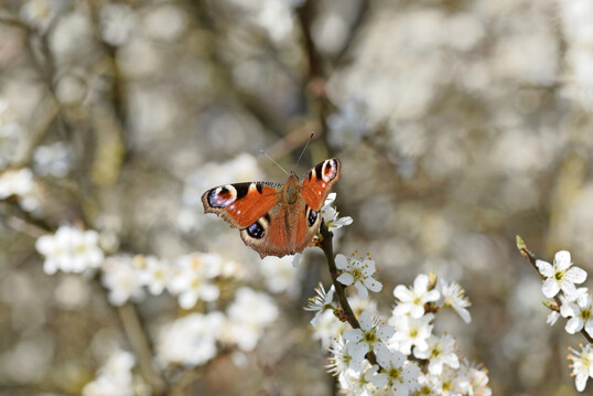 Wo Blten fehlen, sind Schmetterlinge wie das Tagpfauenauge (
<i>Aglais io</i>
) selten.