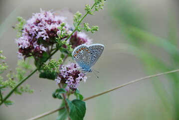 Hauhechelbluling Polyommatus icarus, einer der hufigsten Blulinge mit stark abnehmenden Populationen.