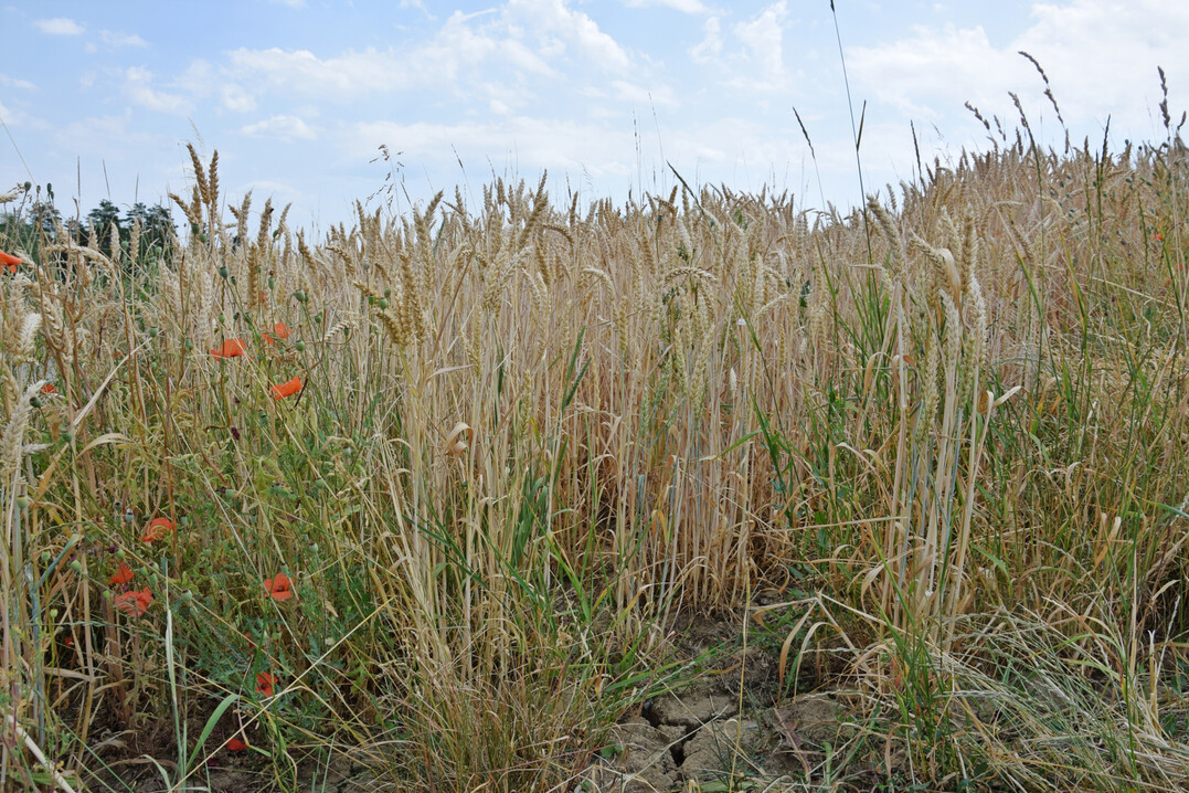 Feldrand mit Klatschmohn und trockenem, rissigem Boden