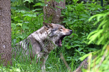 Wolf (
<i>Canis lupus</i>
)