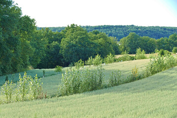 Agroforst mit Haferanbau im Jahr 2022 auf den kofeldtagen in Hessen