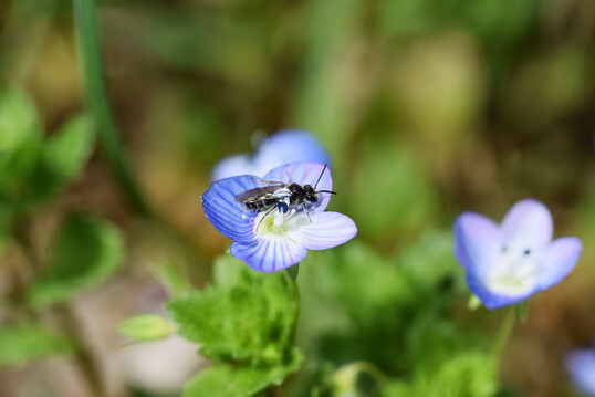 Sandbiene der
<i>Andrena-minutula</i>
-Gruppe auf Ehrenpreis