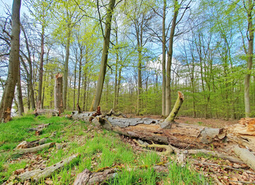 Die Landesforstbetriebe in Niedersachsen, Hessen, Sachsen-Anhalt und Schleswig-Holstein haben 10 % ihrer Waldflchen einer natrlichen Entwicklung berlassen.