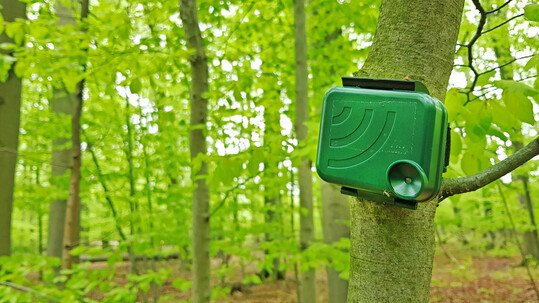Die Landesforstbetriebe in Niedersachsen, Hessen, Sachsen-Anhalt und Schleswig-Holstein haben 10 % ihrer Waldflächen einer natürlichen Entwicklung überlassen.