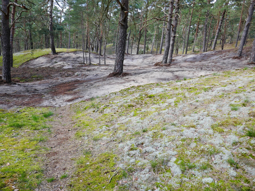 Das Abplaggen dient der Regeneration von Flechten-Kiefernwldern.
