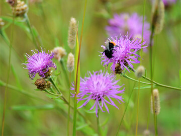 Steinhummel an Wiesen-Flockenblume