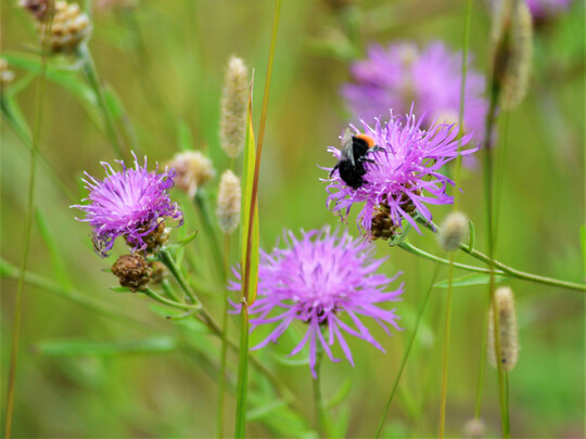 Steinhummel an Wiesen-Flockenblume