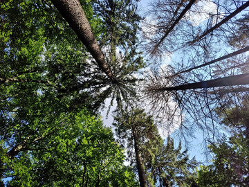 Ein Mischbestand aus Rotbuche und Fichte auf einer der untersuchten Waldflchen im niederschsischen Tiefland. Einige Fichten sind abgestorben.