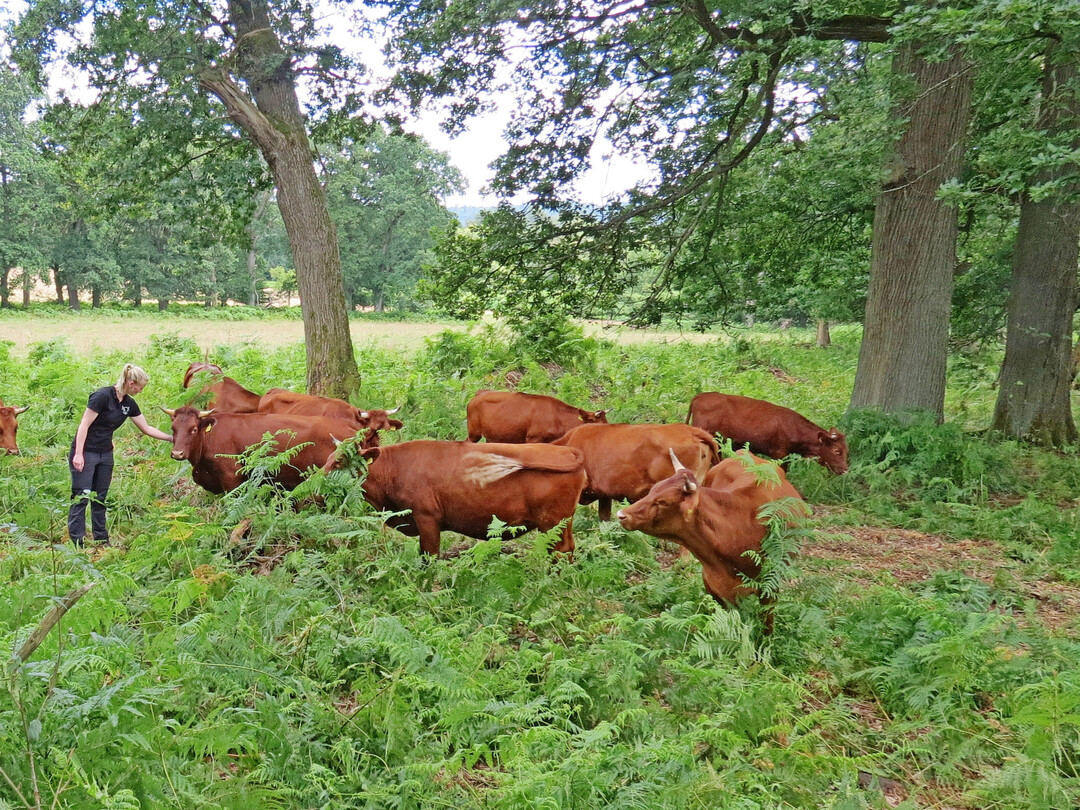 Abb. 1: Reaktivierte Waldweide auf den Kühbacher-Wiesen im Reinhardswald, Nordhessen. Das Rote Höhenvieh als typische robuste und widerstandsfähige Mittelgebirgsrasse hat Adlerfarn-Dominanzbestände aufgebrochen und vielfältige Übergänge zwischen Wald und Offenland geschaffen. Bei den Tieren steht deren Halterin.