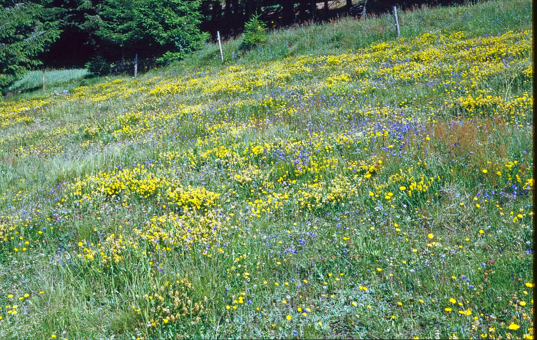 Festuco-Genistetum Aha/Schluchsee im Juli 1986