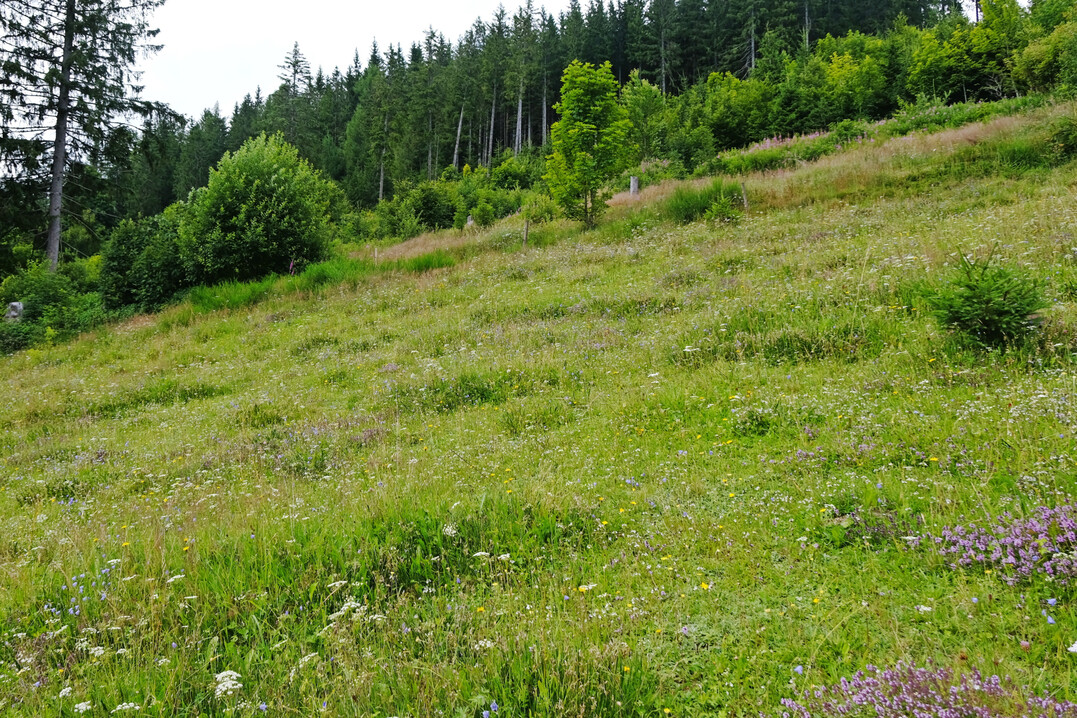 Festuco-Genistetum Aha/Schluchsee im Juli 2021