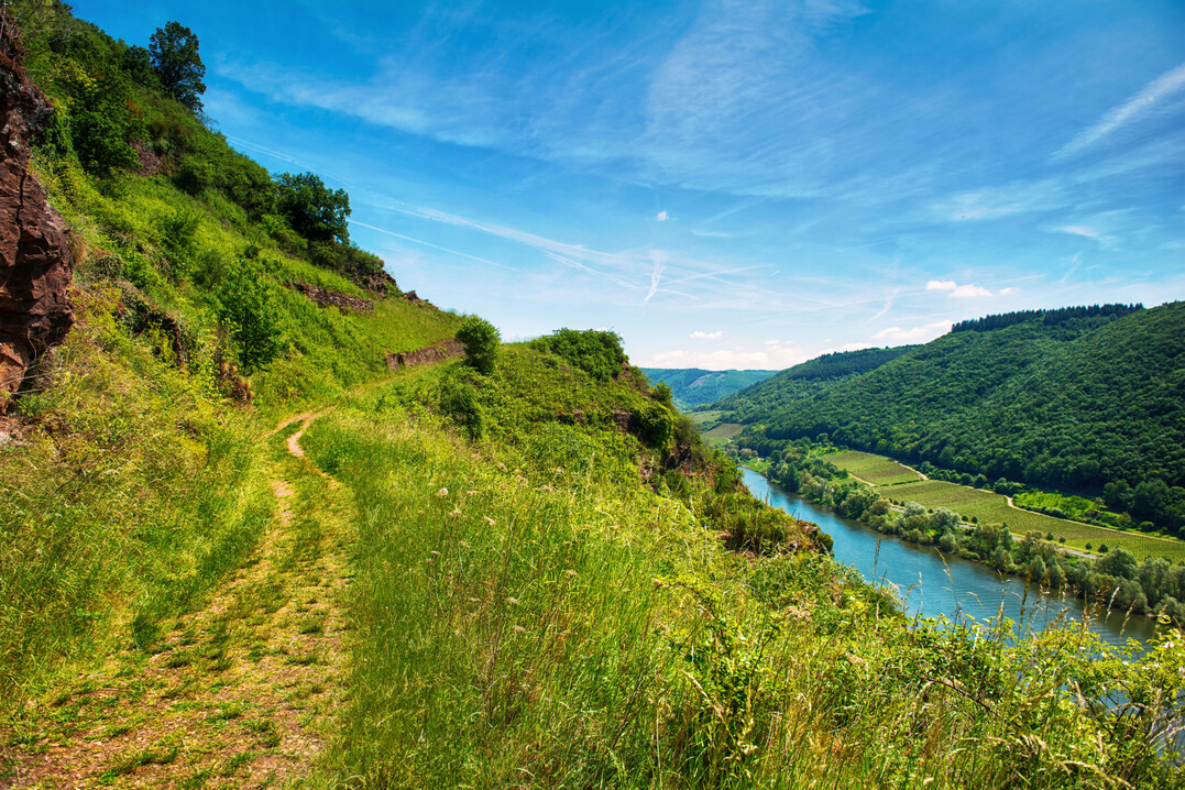 Steillage an der Mosel: Hier kommen noch sehr vereinzelt Exemplare des Mosel-Apollofalters vor.