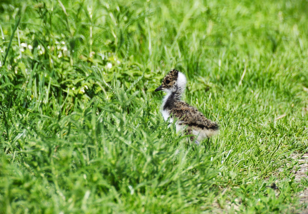 Kiebitzjungvogel im Grnland. Die meisten Kiebitze brten auf ckern, der Bruterfolg im Grnland ist jedoch bedeutend hher.