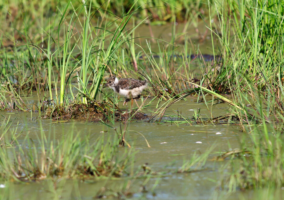 Kiebitz-Kken in einer flach berstauten Nasswiese im Schwbischen Donaumoos  reichlich Wasser bringt Nahrung und hlt Bodenprdatoren fern.