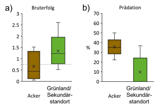 Bruterfolg und Prädation für Acker- und Grünland-/Sekundärstandorte (2019 bis 2024).