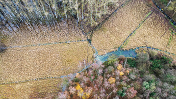 Reaktiviertes Grabensystem im Naturschutzgebiet Wunderseggenried mit wiedervernssten Waldbereichen