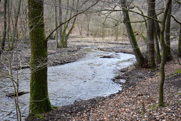 Naturnaher Bachlauf im Wald: Fhrt der Bach Hochwasser, darf sein Wasser einfach ber die Ufer treten.
