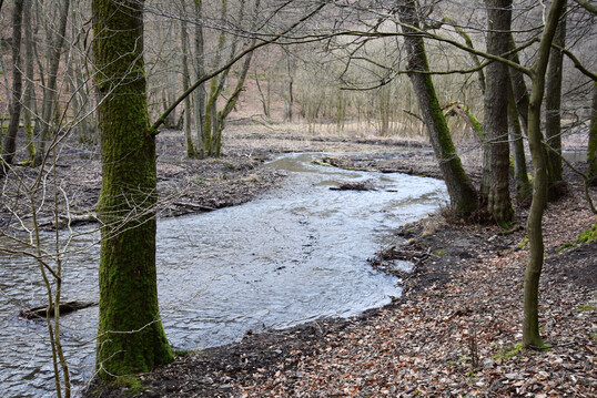 Naturnaher Bachlauf im Wald: Fhrt der Bach Hochwasser, darf sein Wasser einfach ber die Ufer treten.