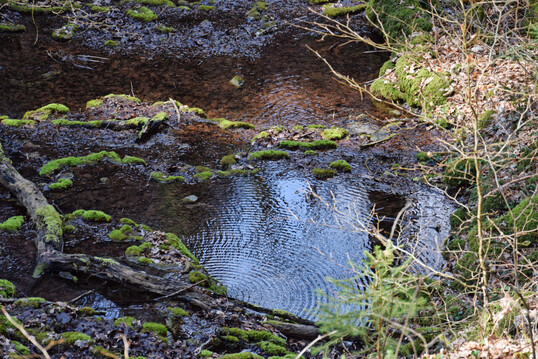 Naturnaher Bach mit Strukturvielfalt