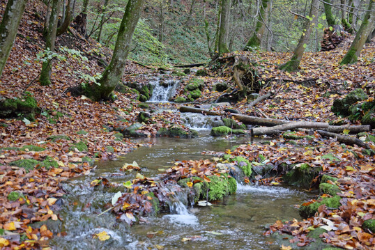 Naturnaher Bach im Buchenwald
