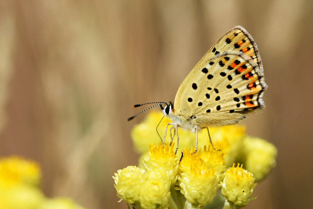Brauner Feuerfalter (
<i>Lycaena tityrus</i>
)