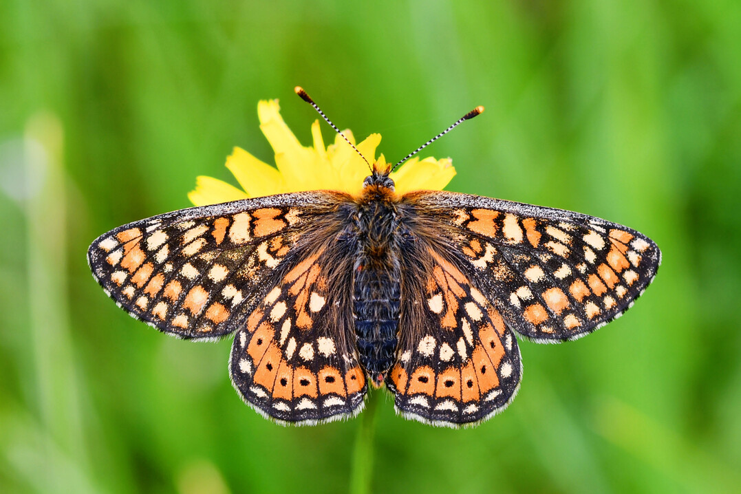 Der Goldene Scheckenfalter (
<i>Euphydryas aurinia</i>
) profitiert von Wildschwein-Whlstellen.
