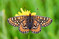 Der Goldene Scheckenfalter (
<i>Euphydryas aurinia</i>
) profitiert von Wildschwein-Whlstellen.