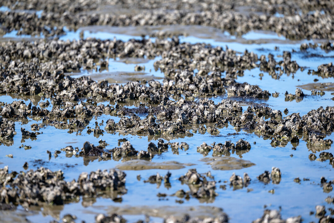 Die Pazifische Auster breitet sich seit 1980 im Wattenmeer aus, ihre Bestnde haben stark zugenommen. Die Muscheln bilden stabile Riffe, die auch anderen Tierarten wie Seepocken, Miesmuscheln, Krebsen und Schnecken eine Heimat bieten.