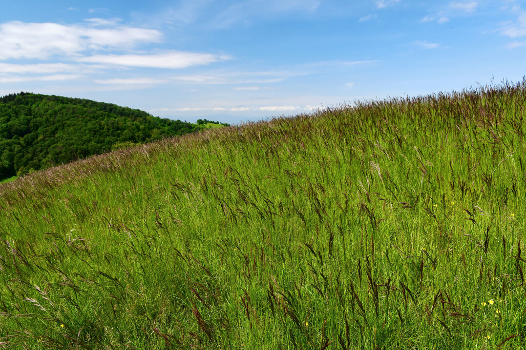 Dominanzbestand der Aufrechten Trespe (
<i>Bromus erectus</i>
) in einem Kalk-Halbtrockenrasen