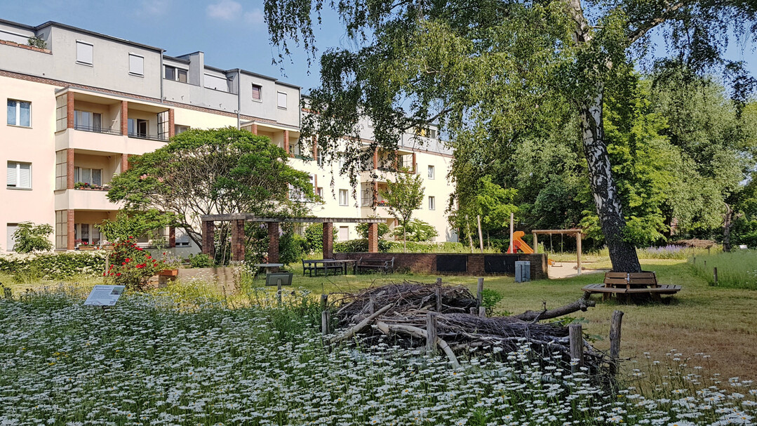 Schichtholzhecken und Margeriten sorgen im umgestalteten Grün für Abwechslung.
