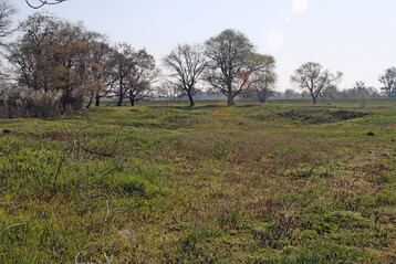 Heterogene Weidelandschaft mit Totholz und Schattenbumen. Nach Regen darf auch Wasser auf Teilflchen stehen bleiben.