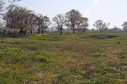 Heterogene Weidelandschaft mit Totholz und Schattenbumen. Nach Regen darf auch Wasser auf Teilflchen stehen bleiben.