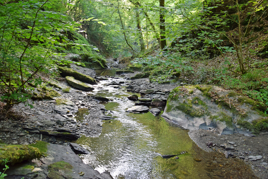 Naturnaher Bachlauf im Wald