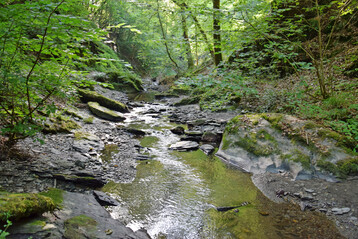 Naturnaher Bachlauf im Wald