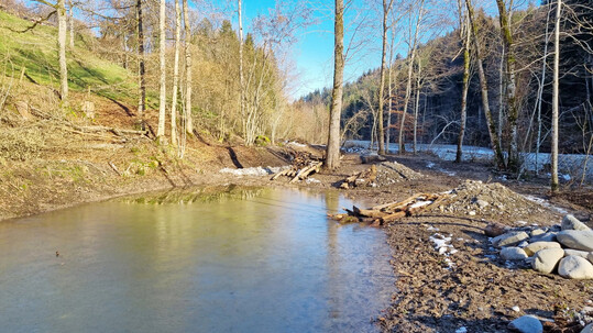 In Uferumfeld der Zulg wurden Ersatzhabitate für Amphibien geschaffen.