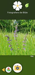 Nutzerinnen und Nutzer sind im Spiel gefordert, möglichst viele Blühpflanzen zu fotografieren, um die Bienen zu ernähren und gesund zu halten.