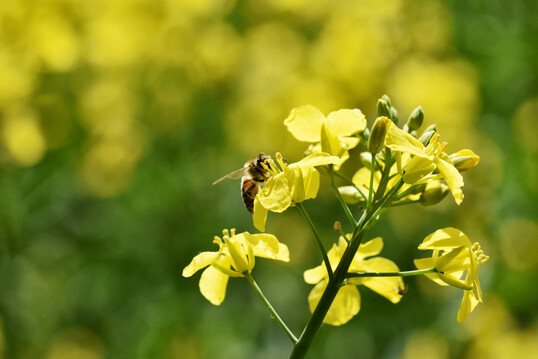 Honigbienen (
<i>Apis mellifera</i>
) lieben auch Massentrachten wie den Raps.