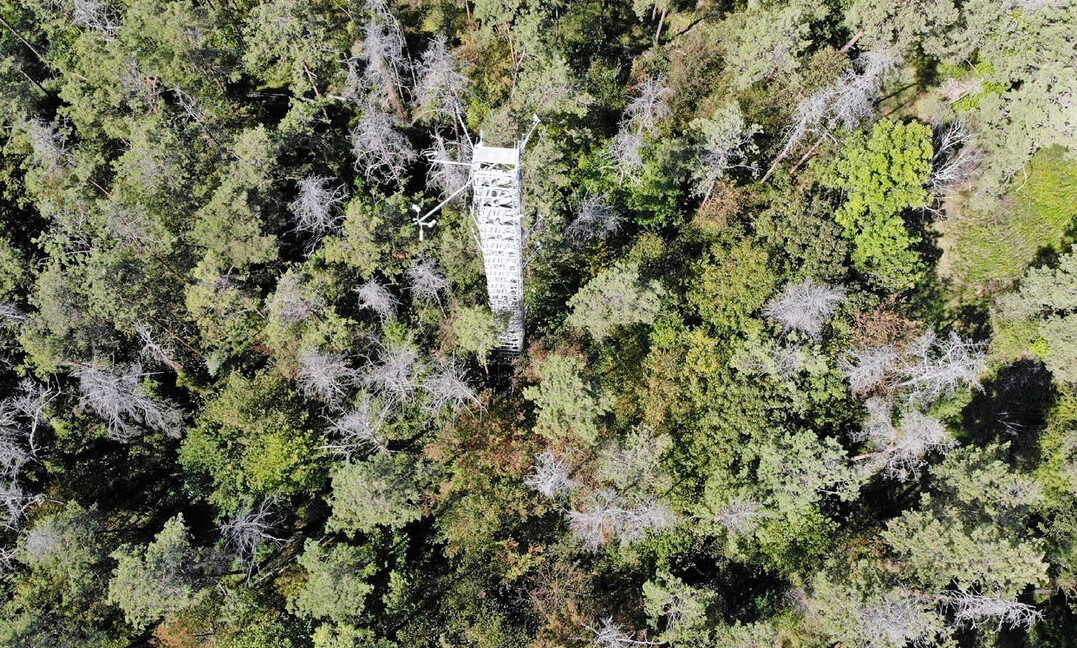 Luftaufnahme des Versuchswaldes bei Hartheim mit dem 30 Meter hohen Kronenzugangsturm im September 2023. Im gesamten Wald sind abgestorbene Waldkiefern und Lcken im Kronendach erkennbar.