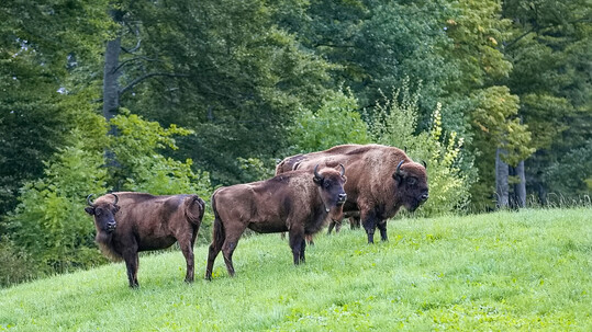 Die Wisente in ihrer neuen Schweizer Umgebung