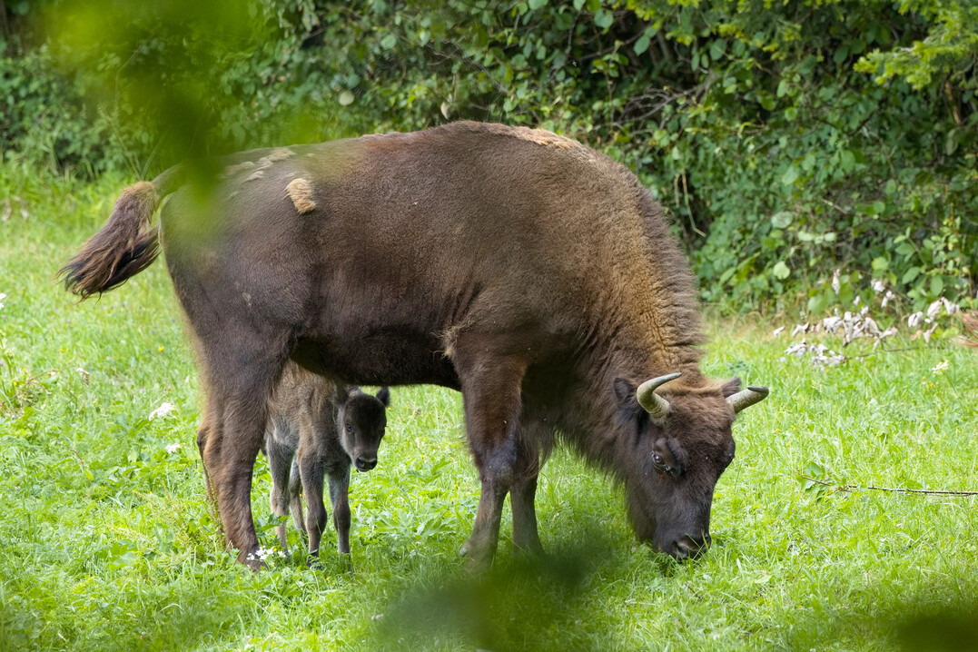 Die Mutter mit ihrem wenige Tage alten Kalb