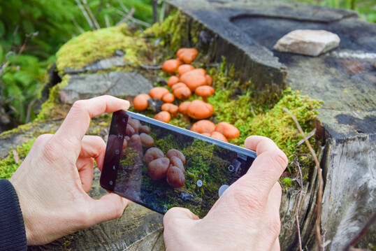Pilzbestimmung per App: Mit bis zu vier Fotos bestimmt ObsIdentify Pilze, Pflanzen und Tiere.