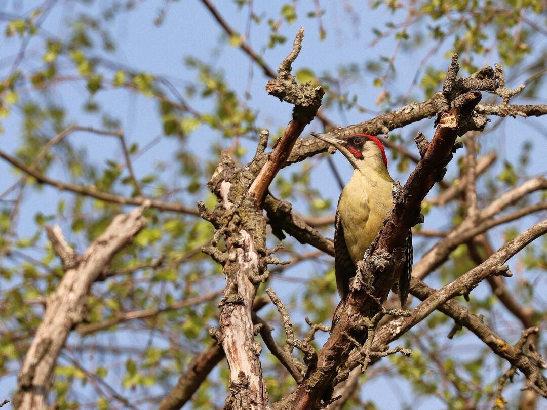 Der Grnspecht (
<i>Picus viridis</i>
) ist vormittags ab Mitte Mrz bis in den April besonders hufig im Wald zu hren.