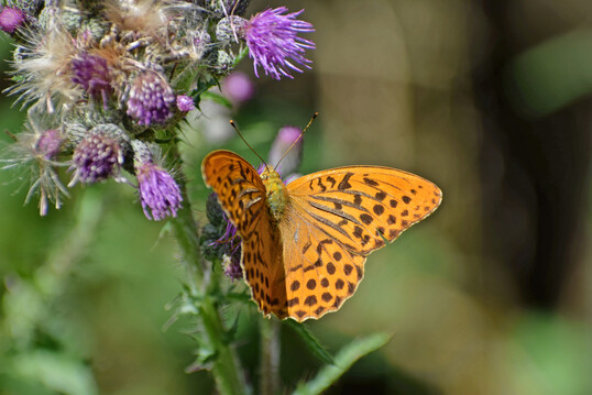 Brgerwissenschaftler nehmen vor allem auffllige Arten wie den Kaisermantel (
<i>Argynnis paphia</i>
) wahr.