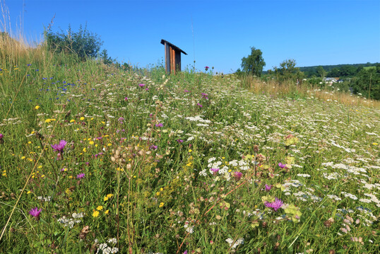 Abb. 3. Mit Wildpflanzensaatgut angelegte Blumenwiese